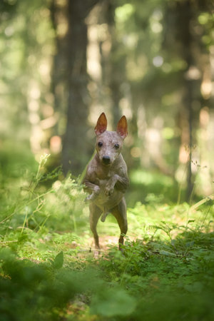 hairless terrier standing on pathの写真素材