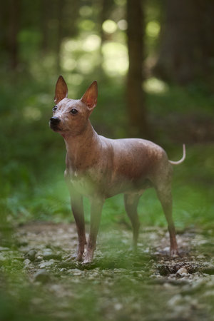 hairless terrier standing alert on pathの写真素材