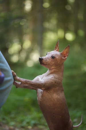 hairless terrier touching person in woodsの写真素材