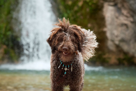 Dog portrait at waterfall with curlsの写真素材