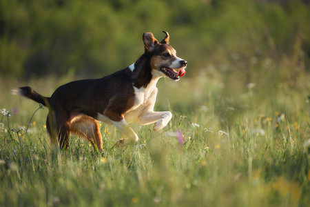 Dog hopping through meadowの写真素材