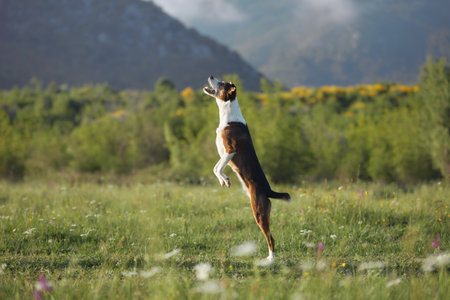 Dog jumping on hind legs front viewの写真素材