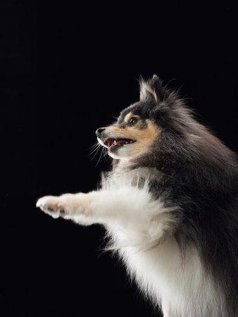 sheltie paw raised vertical poseの写真素材
