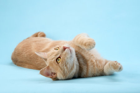 Cat lying with raised head on blue backgroundの写真素材