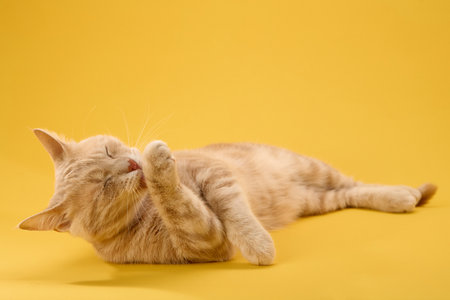 Cat curled up sideways with paw raisedの写真素材