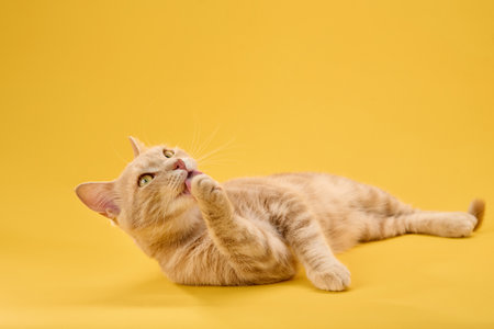 Cat lounging across yellow backgroundの写真素材