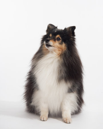 Sheltie sitting on white backgroundの写真素材