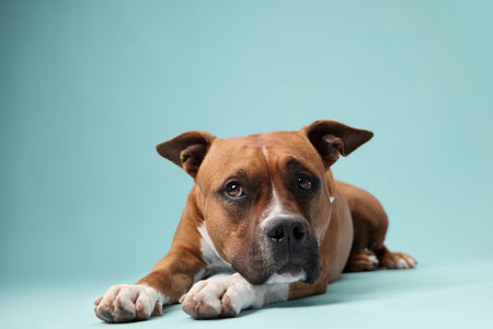 Staffordshire terrier lying calmly on floorの写真素材