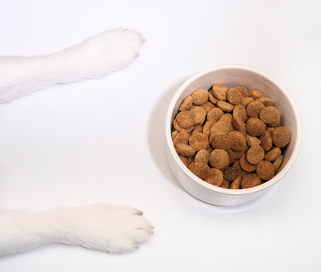 Dog paws beside a bowl