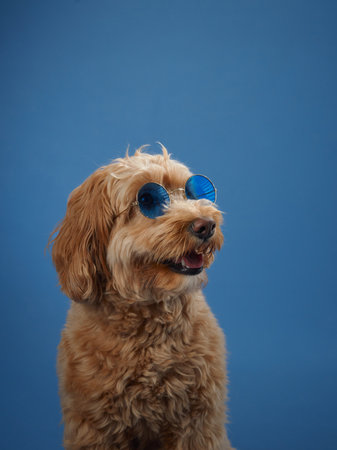 Dog with playful look in sunglasses
