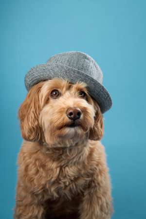 Labradoodle with hat looking upの写真素材