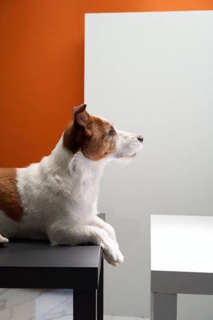 Dog peeking around the cornerの写真素材