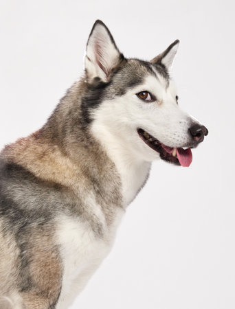 husky playful glance