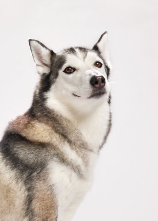 husky alert studio pose