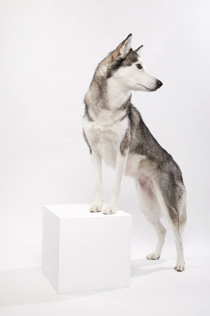 Husky standing on white podium in studioの写真素材