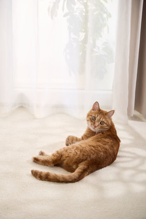 tabby cat lying on the carpetの写真素材