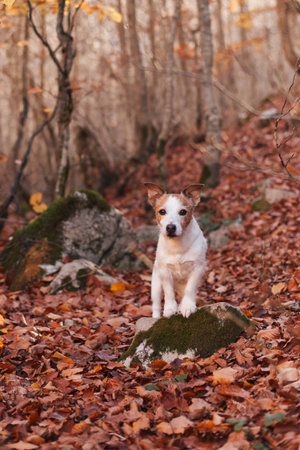 Jack Russell Terrier sitting on autumn forest pathの写真素材