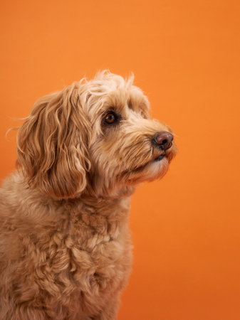 Dog looking to the sideの写真素材