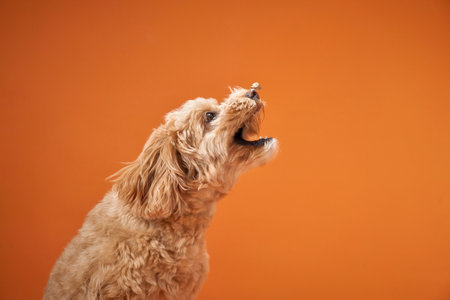 Dog catching treat with mouthの写真素材