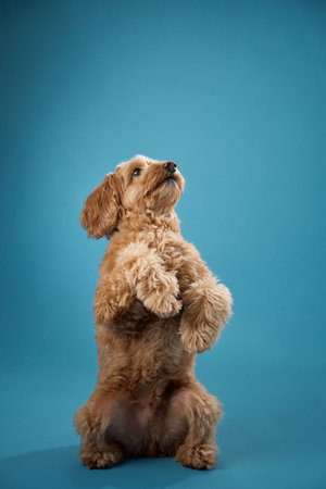 Dog standing with raised paws
