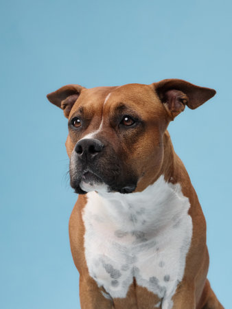 Staffordshire terrier alert upright portraitの写真素材