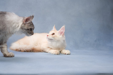Playful kittens interacting on blue background