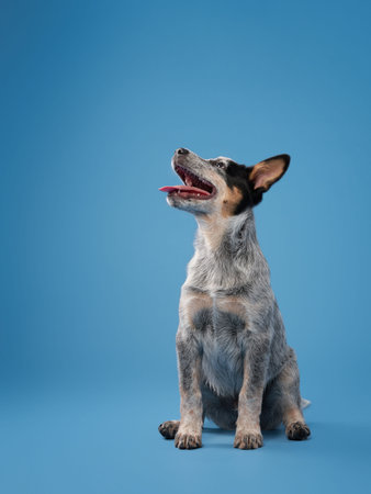 Blue heeler sitting on blue backdropの写真素材