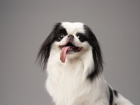 Japanese Chin with tongue outの写真素材