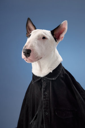 Side profile of Bull Terrier in black shirtの写真素材