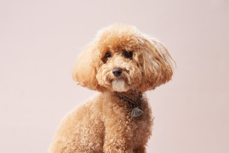 Apricot Poodle Looking at Camera