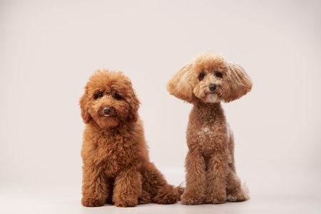 Two Poodles Sitting Side by Sideの写真素材