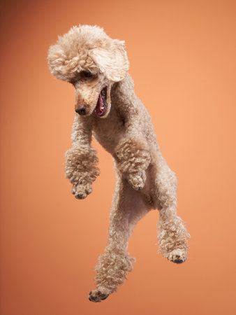 Poodle mid-leap in front of brown backgroundの写真素材