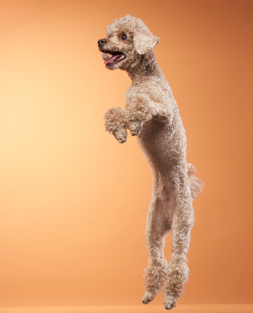 Jumping poodle with orange backdropの写真素材