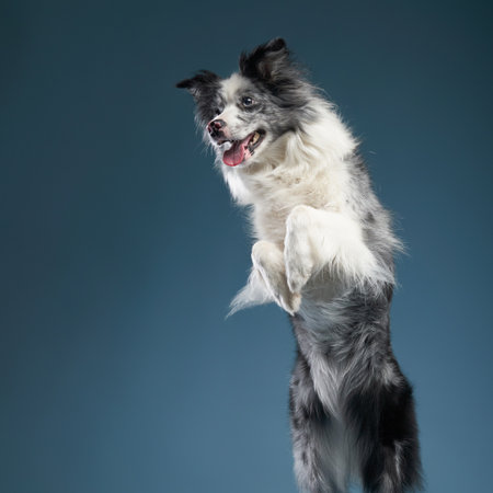 Border Collie Jumping in the Airの写真素材