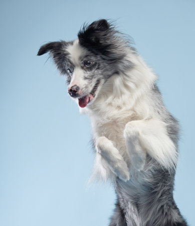 Border Collie Jumping with Paws Upの写真素材
