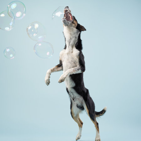 Dog jumping to catch bubblesの写真素材