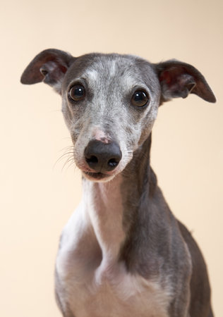Close-up of an Italian Greyhound looking at the cameraの写真素材