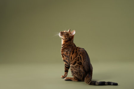 Bengal cat sitting on green background looking away