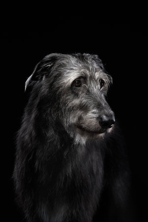 Scottish Deerhound portrait on black backgroundの写真素材