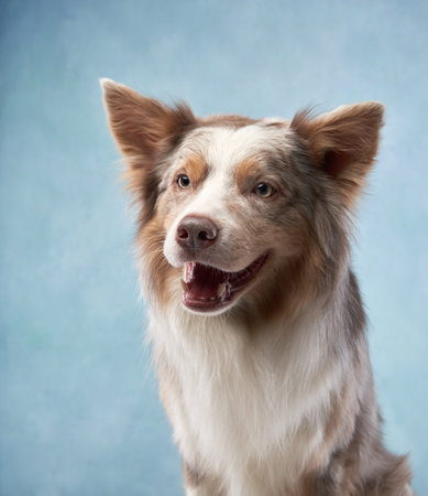 Border Collie looking sideways with blue backgroundの写真素材