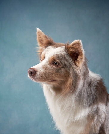 Border Collie looking sideways with blue backgroundの写真素材