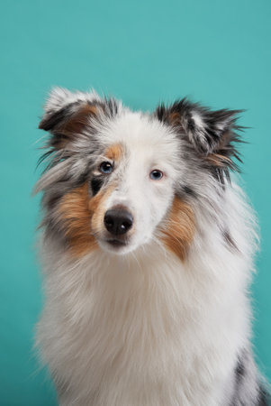 Shetland Sheepdog Headshot with a Blue Backgroundの写真素材