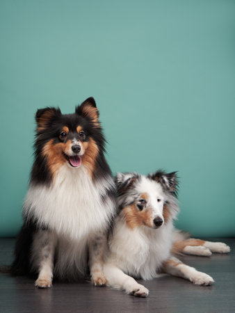 Two Shetland Sheepdogs Sitting on a Green Floorの写真素材