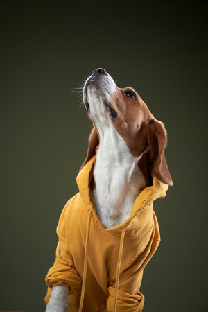 Beagle in a Yellow Hoodieの写真素材