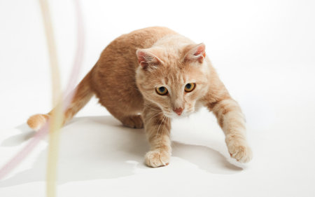 Ginger cat playing on white surfaceの写真素材