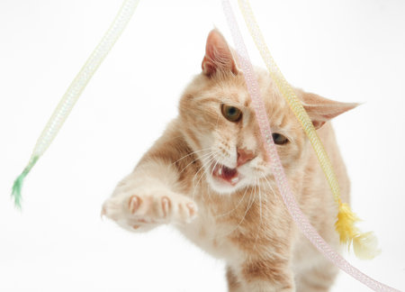 Playful ginger cat attacking ribbonsの写真素材
