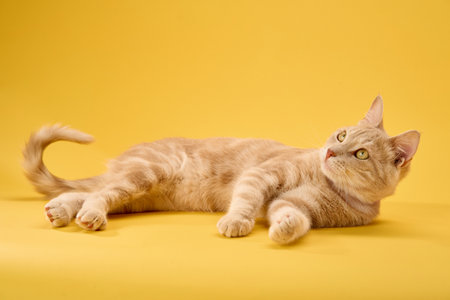 Cat resting with front legs crossedの写真素材