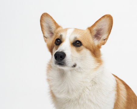 Corgi looking up in studioの写真素材