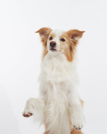 Sitting bordercollie with head tiltedの写真素材