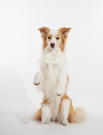 Bordercollie with raised paws on whiteの写真素材